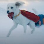 SUPERMAN DISPARA LAS ADOPCIONES CANINAS TRAS SU ESTRENO EN CINES