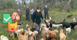 Juez federal autoriza la adopción de 936 animales rescatados del Refugio Franciscano