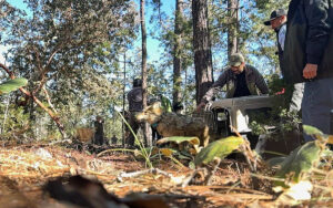 Derrame de crudo paraliza pesca en Veracruz mientras Durango celebra regreso del lobo mexicano