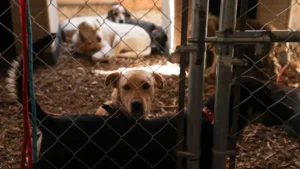 Diputadas en CDMX proponen refugios para mujeres con mascotas y exigen revisar su operación