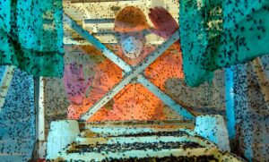 Sheinbaum revela que EU estudia abrir frontera al ganado mientras avanza control del gusano barrenador