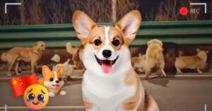 De ‘Lord Palomera’ a disculpas por el Himno: controversias virales sacuden redes y medios