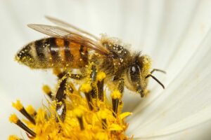 Jalisco, Sinaloa y Guanajuato encabezan lista de picaduras de abeja en 2026
