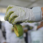 Jalisco establece Récord Guinness del guacamole más grande del mundo