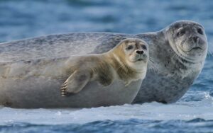 Gripe aviar H5 mata a más de 13 mil crías de elefante marino en islas australianas