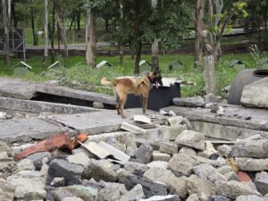 Ejército Mexicano demuestra capacidades de binomios caninos para rescate en estructuras colapsadas