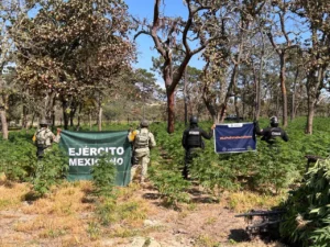 Destruyen 42 mil plantas de presunta marihuana en Tequila, Jalisco