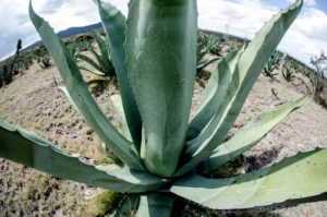 Guanajuato consolida liderazgo como segundo productor nacional de agave tequilero