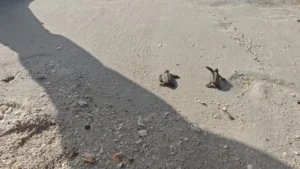 Armada de México protege eclosión de 200 tortugas marinas en Sabancuy