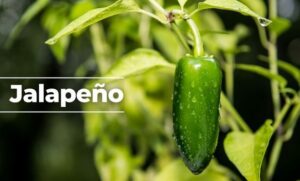 Investiga Ssa brote de salmonelosis vinculado a chiles jalapeños de Nuevo León y Sinaloa