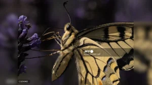 Estudio global indica que el 79% de los cambios en hábitat de mariposas se asocian al calentamiento global